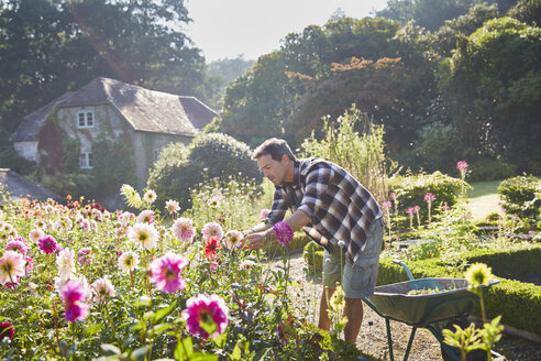 Mann schneidet Blumen im sonnigen Garten - CAIF09155