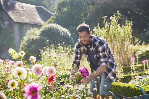 Mann schneidet Blumen im sonnigen Garten - CAIF09158