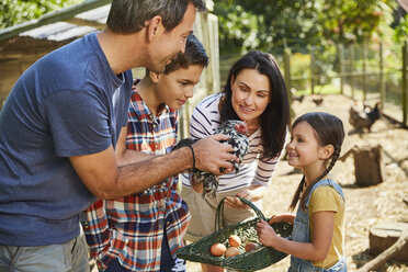 Family harvesting fresh eggs from chicken outside coop - CAIF09159