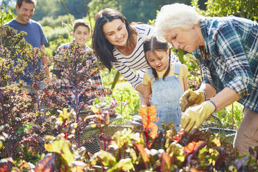 Mehrgenerationenfamilie im Gemüsegarten - CAIF09172