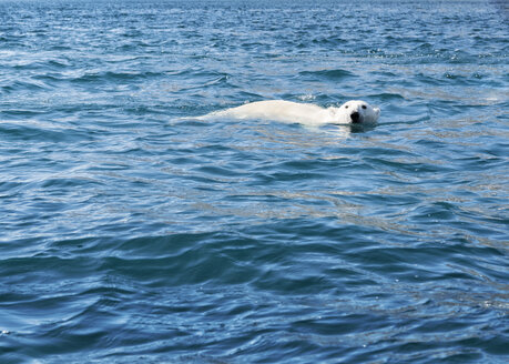 Grönland, Sermersooq, Kulusuk, Ikateq Fjord, schwimmender Eisbär - ALRF00960