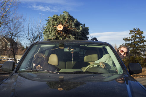 Happy woman with Golden Retriever riding car while carrying pine tree on roof - CAVF04134