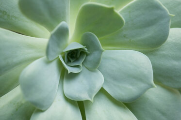 Close-up of succulent plant - CAVF04210