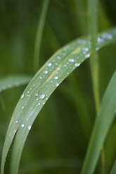 Close-up of water drops on leaf - CAVF04245