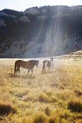 Pferde auf dem Feld gegen Berge - CAVF04269