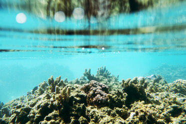 Close-up of coral underwater - CAVF04282