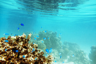 Fish and coral underwater - CAVF04283