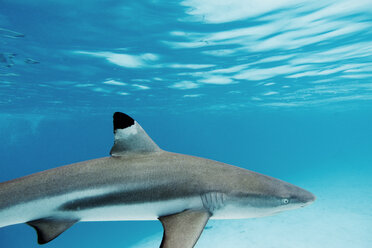 Nahaufnahme eines unter Wasser schwimmenden Hais - CAVF04286