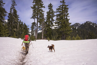Rear view of hiker with dogs on snow covered field - CAVF04371