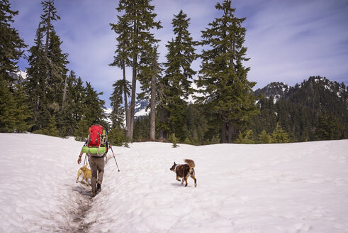 Rückansicht eines Wanderers mit Hunden auf einem schneebedeckten Feld - CAVF04371