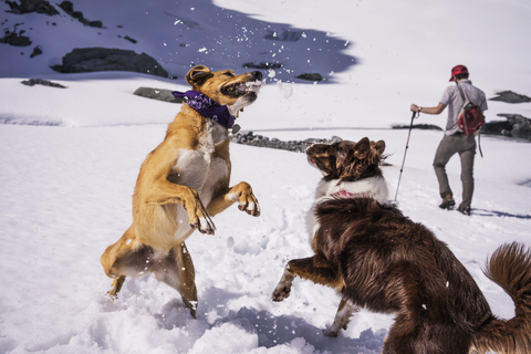 Hunde spielen, während ein Mann auf einem schneebedeckten Feld steht, lizenzfreies Stockfoto