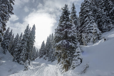 Austria, Tyrol, Ziller Valley, Hochfuegen, winter landscape - LBF01843