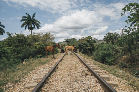 Kuba, Zwei Pferde auf Bahngleisen, lizenzfreies Stockfoto