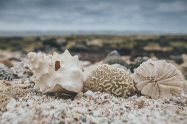 Cuba, Seashells on a beach - GUSF00548