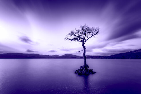 Großbritannien, Schottland, Loch Lomond, Milarrochy Bay, Einsamer Baum - SMAF00973