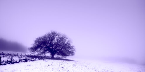 United Kingdom, Scotland, tree in winter, fog - SMAF00981