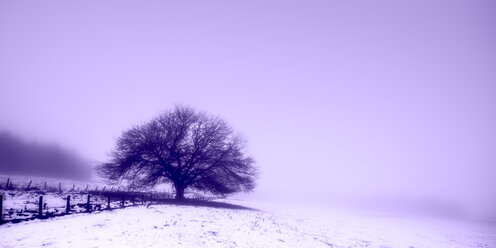 Vereinigtes Königreich, Schottland, Baum im Winter, Nebel - SMAF00981