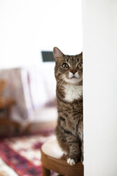 Katze schaut auf, während sie zu Hause auf einem Hocker sitzt - CAVF04473