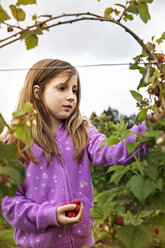 Girl picking raspberries in farm - CAVF04818