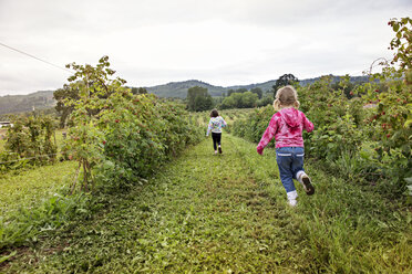 Rückansicht von Mädchen, die auf einem Feld in einem Bauernhof laufen - CAVF04820