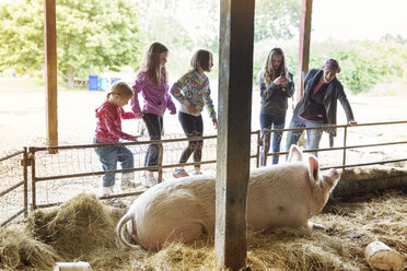 Familie schaut auf Schwein im Schweinestall - CAVF04824