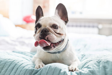 Französische Bulldogge liegt hechelnd auf dem Bett - CAIF09658