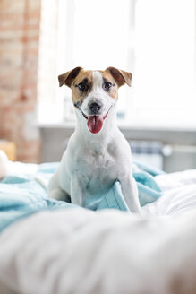 Neugieriger Jack Russell Terrier Hund auf dem Bett mit herausgestreckter Zunge - CAIF09660