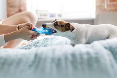 Frau und Jack Russell Terrier Hund spielen mit Spielzeug auf dem Bett - CAIF09675