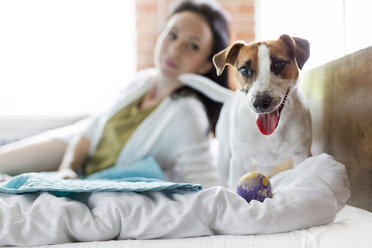 Frau beobachtet Jack Russell Terrier Hund mit Spielzeug auf dem Bett - CAIF09679