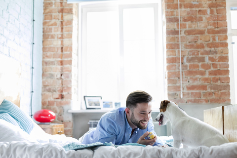 Mann spielt mit Jack Russell Terrier Hund auf dem Bett, lizenzfreies Stockfoto