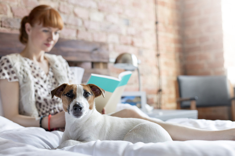 Eine Frau liest ein Buch neben einem Jack Russell Terrier Hund auf dem Bett, lizenzfreies Stockfoto