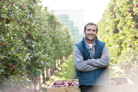 Porträt eines lächelnden Landwirts bei der Apfelernte in einem Obstgarten, lizenzfreies Stockfoto