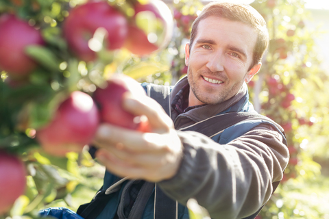 Porträt lächelnder männlicher Bauer bei der Ernte reifer roter Äpfel in einem sonnigen Obstgarten, lizenzfreies Stockfoto