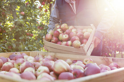 Männlicher Landwirt leert frisch geerntete rote Äpfel in einen Behälter in einem sonnigen Obstgarten - CAIF09948