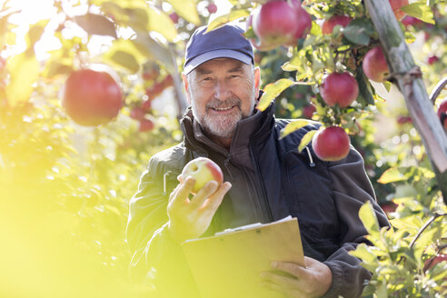 Porträt lächelnder männlicher Landwirt mit Klemmbrett, der rote Äpfel in einem sonnigen Obstgarten begutachtet - CAIF09949