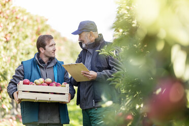 Male farmers with bushel of apples and clipboard talking in orchard - CAIF09952