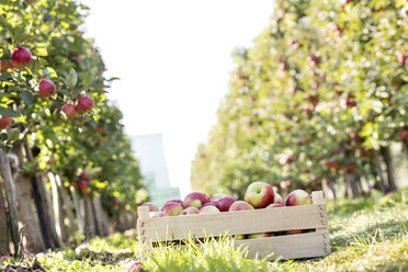 Kiste mit roten Äpfeln im sonnigen Obstgarten - CAIF09953