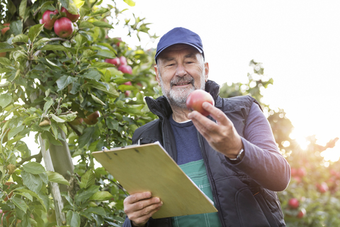 Männlicher Landwirt mit Klemmbrett bei der Kontrolle von Äpfeln im Obstgarten, lizenzfreies Stockfoto