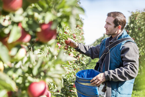 Männlicher Landwirt bei der Apfelernte in einem sonnigen Obstgarten - CAIF09958