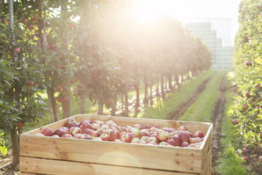 Rote Äpfel in einem Behälter in einem sonnigen Obstgarten - CAIF09960