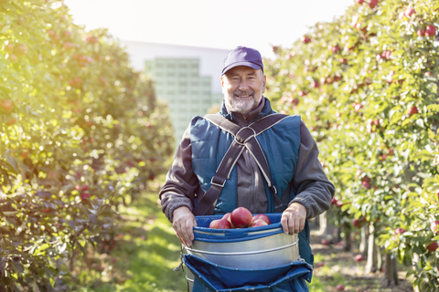 Porträt lächelnder männlicher Bauer, der in einem sonnigen Obstgarten rote Äpfel erntet, lizenzfreies Stockfoto