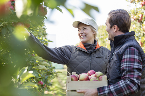 Lächelnde Bauern bei der Apfelernte im Obstgarten, lizenzfreies Stockfoto