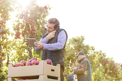 Männlicher Landwirt mit digitalem Tablet, der in einer sonnigen Apfelplantage mit seinem Handy telefoniert - CAIF09970