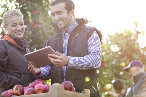 Lächelnde Landwirte mit digitalem Tablet in einer sonnigen Apfelplantage - CAIF09972