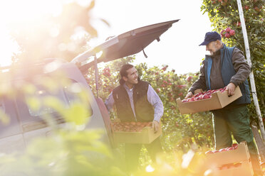 Männliche Landwirte laden in einem sonnigen Obstgarten Äpfel ins Auto - CAIF09973