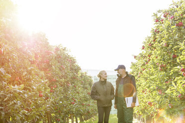 Landwirte mit Klemmbrett im Gespräch in einem sonnigen Apfelgarten - CAIF09975