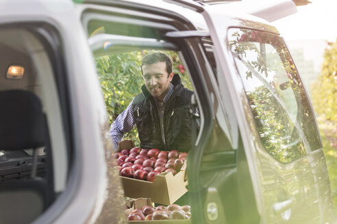 Männlicher Landwirt lädt rote Äpfel in einem Obstgarten ins Auto - CAIF09976