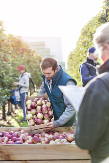 Bauern ernten Äpfel im Obstgarten - CAIF09977