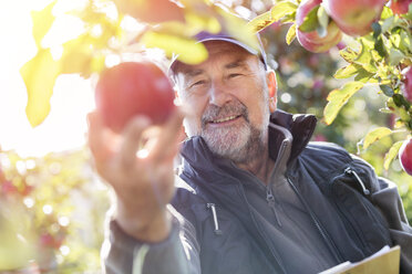 Smiling male farmer harvesting apples in sunny orchard - CAIF09983