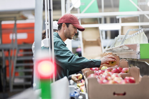 Männlicher Arbeiter inspiziert Äpfel in einem Lebensmittelverarbeitungsbetrieb - CAIF09984